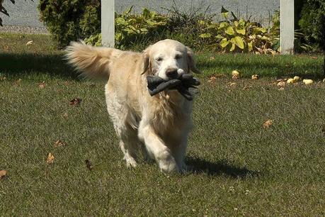 Redirigir los comportamientos