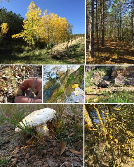 Montanya la Coquette