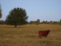 Ganado en los campos