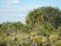 Myakka River State Park