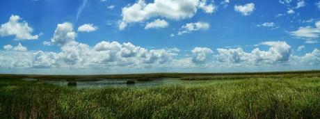 Ciénagas en el sureste de la Florida