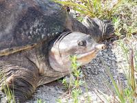 Softshell Turtle