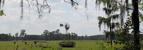 Campos para el ganado