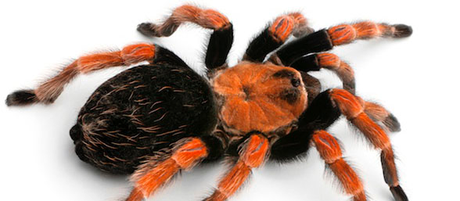 Tarantula en honor a Jonh Lennon