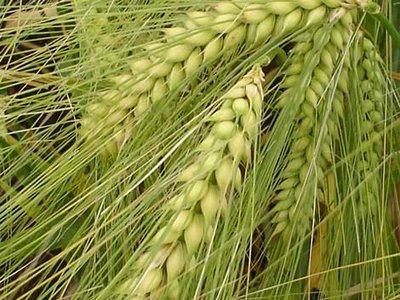 El cereal del futuro