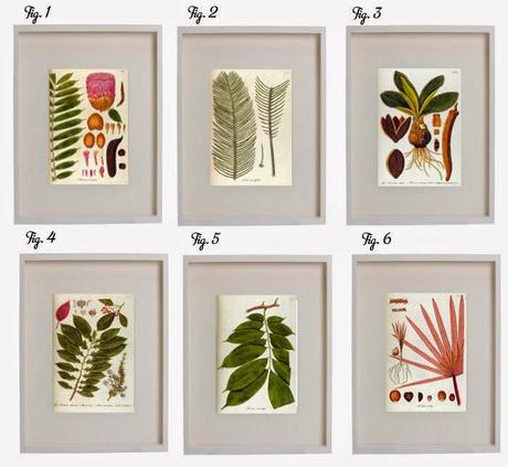 Láminas botánicas Láminas botánicas