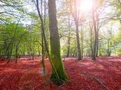 Consejos para disfrutar otoño