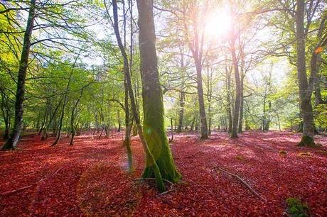 Consejos para disfrutar del otoño