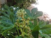 Descubrimiento jardín.....