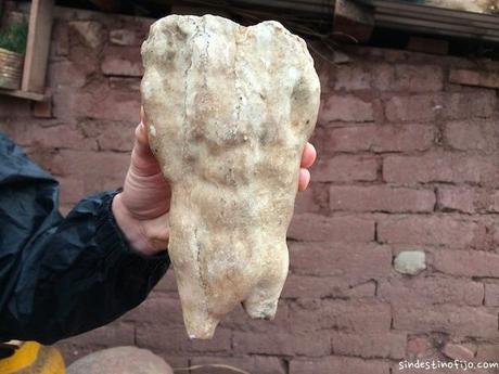 Diente de dinosaurio