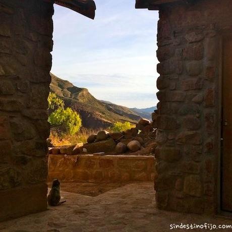 gato en la cordillera