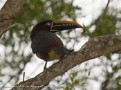 Arasarí fajado (Chestnut-eared aracari) Pteroglossus castanotis