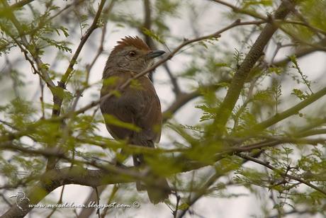 Choca corona rojiza (Rufous-capped antshrike) Thamnophilus ruficapillus