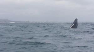 Ballenas: Algo para ver al menos una vez en la vida Al principio, los jóvenes ballenatos se encuentran más felices ¿imprudentes?