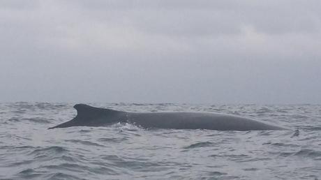 Ballenas: Algo para ver al menos una vez en la vida La belleza de las yubartas