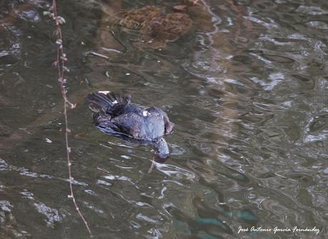 Temporada de matanzas en Asturies: un año mas