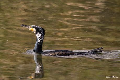 Temporada de matanzas en Asturies: un año mas Temporada de matanzas en Asturies: un año mas