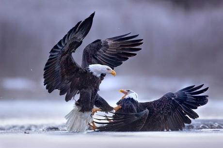 Cambiar el fondo de Escritorio en Linux Mint 17 3