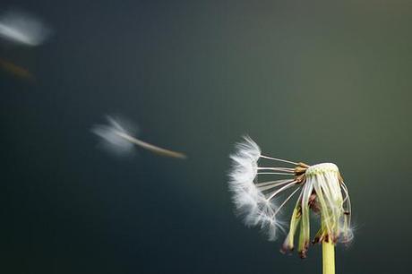 soplar flor de leon  photo