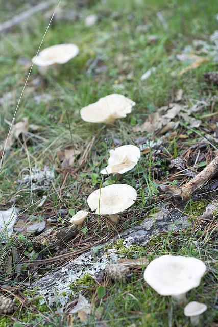 Caza de setas en Soria Caza de setas en Soria