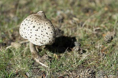 Caza de setas en Soria