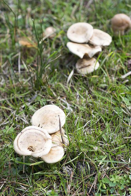 Caza de setas en Soria Caza de setas en Soria