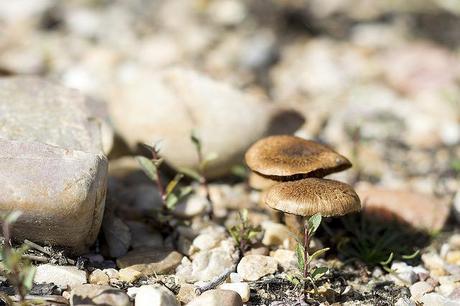 Caza de setas en Soria