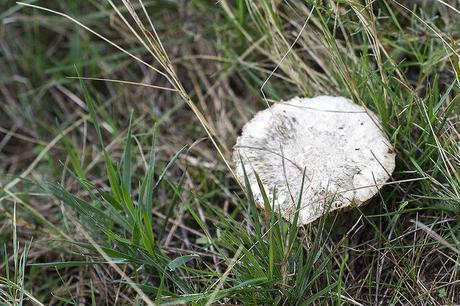 Caza de setas en Soria