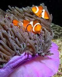 Buscando a Nemo y la escabrosa realidad sexual de los peces payaso