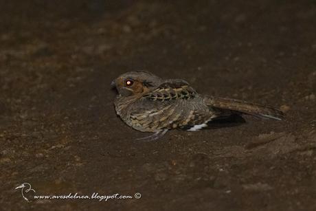 Curiango (Pauraque) Nyctidromus albicollis