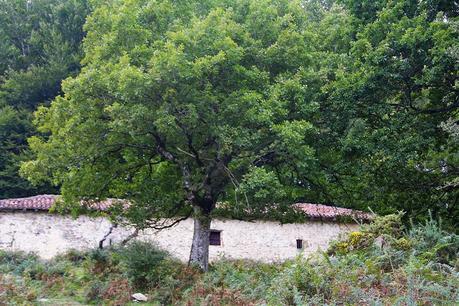 Uli, por caminos de brujas, una excursión Areso - Gaztelu