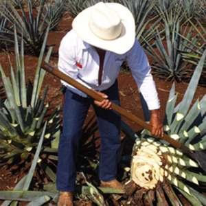 Cultivando agave