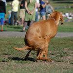 El estreñimiento en los perros