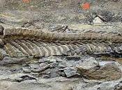 tumba dinosaurios