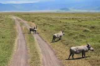 cráter de Ngorongoro, Tanzania, 