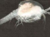 "Camarones" subterráneos aguas sulfurosas