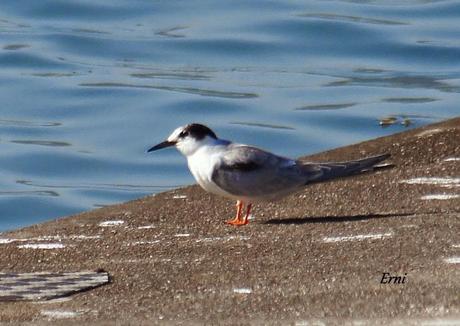 HAY ANILLAS... Y ANILLAS