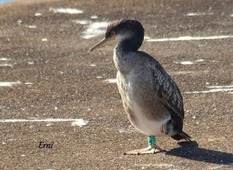 HAY ANILLAS... Y ANILLAS