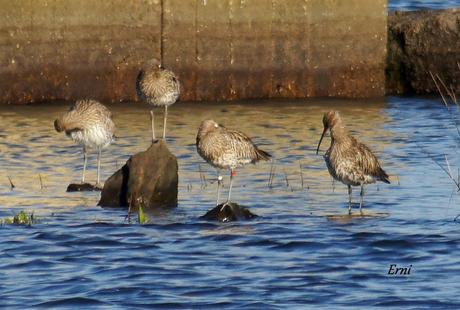 HAY ANILLAS... Y ANILLAS