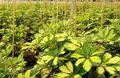 Plantas descontaminantes para el hogar II Schefflera variegata