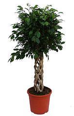 Plantas descontaminantes para el hogar II Ficus benjamina de tronco decorativo