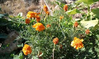 Clavel de Indias (Tagetes patula)