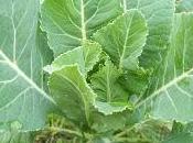 Funciones elementos nutritivos plantas