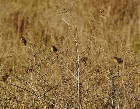 Buitrones, puntos de reunión