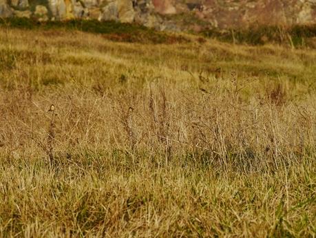 Buitrones, puntos de reunión