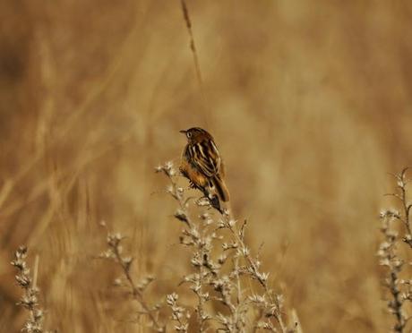 Buitrones, puntos de reunión