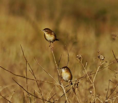 Buitrones, puntos de reunión