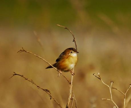 Buitrones, puntos de reunión