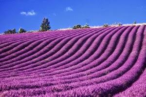 Essence de Provence