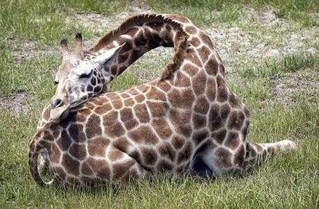 Sueño de jirafa